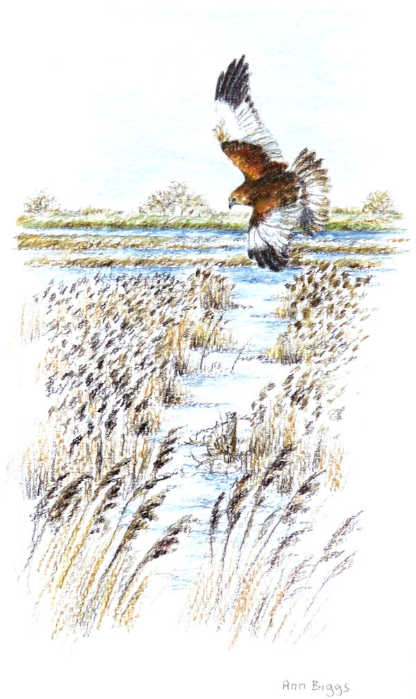 Marsh Harrier